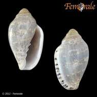 Слика од Marginella ornata Redfield 1870