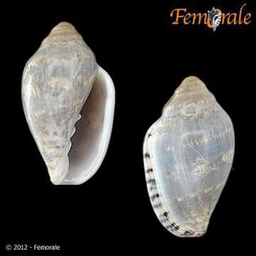 Image of Marginella ornata Redfield 1870