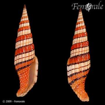 Image of Turbinelloidea Rafinesque 1815