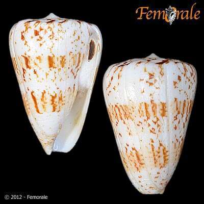 Image of cone snails