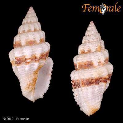 Image de Turbinelloidea Rafinesque 1815