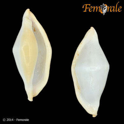 Image of Cyphoma Röding 1798