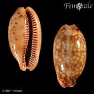 صورة <i>Cypraea zebra</i> L. 1758