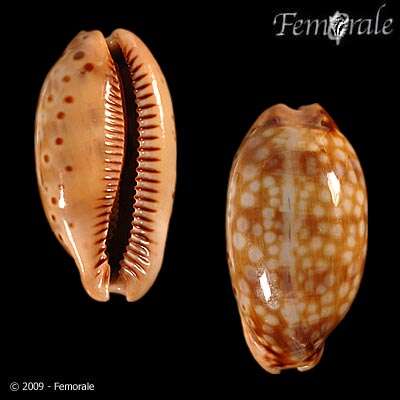 صورة <i>Cypraea zebra</i> L. 1758