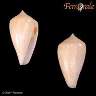 Image of cone snails