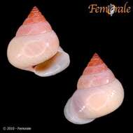 Image of <i>Eutrochatella jugulata</i> Poey