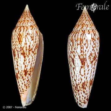 Image of Conus ranonganus da Motta 1978