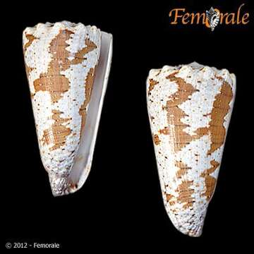 Image de Conus imperialis Linnaeus 1758