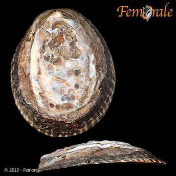 Image of tortoiseshell limpets