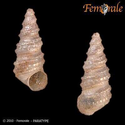 Plancia ëd Pomatiopsidae Stimpson 1865