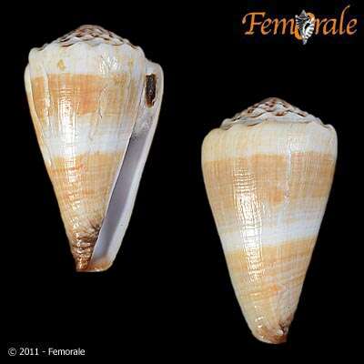 Image of cone snails