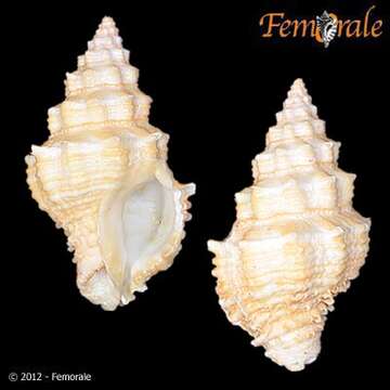 Image of Turbinellidae Swainson 1835