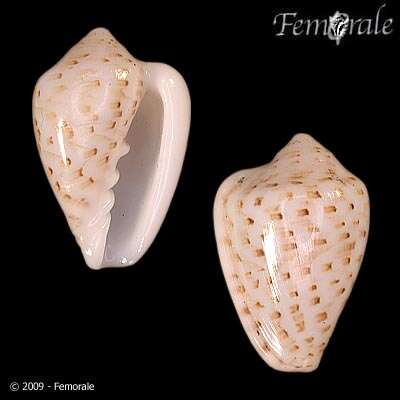 Image of Marginella Lamarck 1799