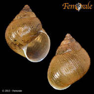 Image of Simpulopsidae