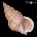 Image of Glacial whelk