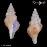 Image de Pustulatirus Vermeij & Snyder 2006