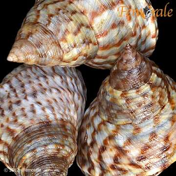 Image of Mangrove periwinkles