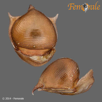 Image of Pteropoda Cuvier 1804