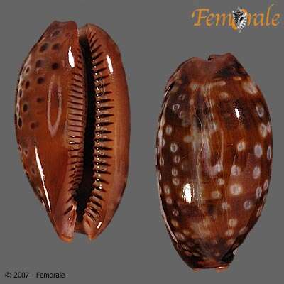 صورة <i>Cypraea zebra</i> L. 1758