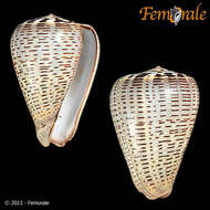 Image de Conus glaucus Linnaeus 1758