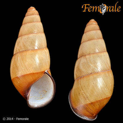 Image of bush snails