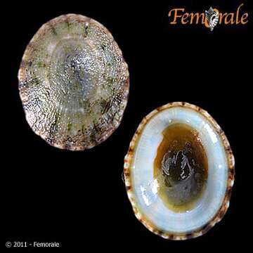 صورة unclassified Gastropoda