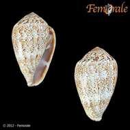 Image of cone snails