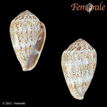 Image of cone snails