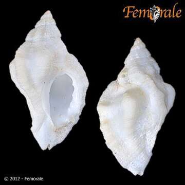 Image of Ceratostoma Herrmannsen 1846