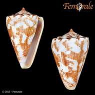 Image of Conus ziczac Megerle von Mühlfeld 1816