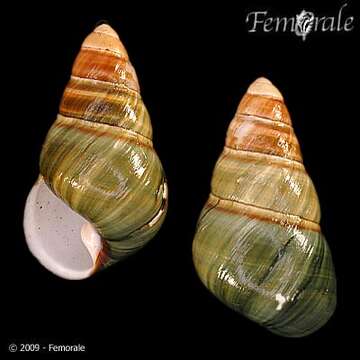 Image of Achatinella