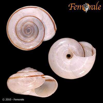 Imagem de Helminthoglyptidae