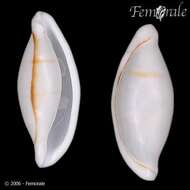 Image of Pseudocyphoma aureocinctum Dall 1889