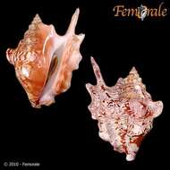 Image of Sinustrombus Bandel 2007