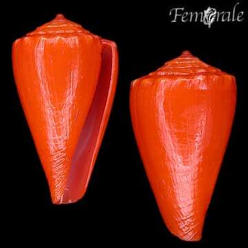 Image of cone snails