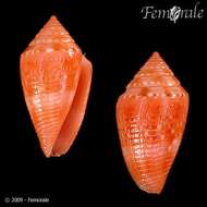 Image of Conasprella damasoi (Cossignani 2007)