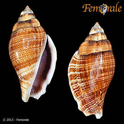 Image of <i>Strombus <i>gibberulus</i></i> gibberulus L. 1758