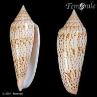 Image of Conus ranonganus da Motta 1978