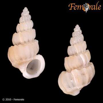 Image de unclassified Gastropoda