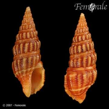 Image of Pseudomelatomidae J. P. E. Morrison 1966