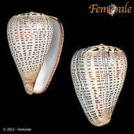 Image de Conus glaucus Linnaeus 1758