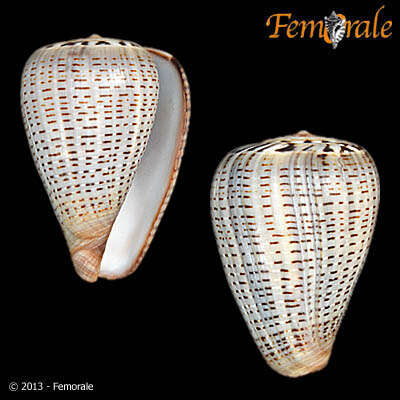 Image de Conus glaucus Linnaeus 1758