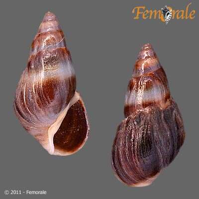 صورة Melanopsidae