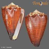 Image de Conus brunneus W. Wood 1828