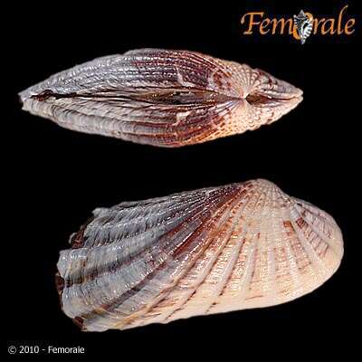 Image of Cardita affinis californica Deshayes 1854