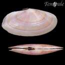 Image of Pink Sunset Clam