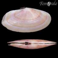 Imagem de Psammobiidae J. Fleming 1828