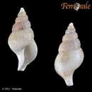 Image of pygmy whelk