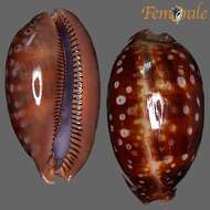 صورة <i>Cypraea zebra</i> L. 1758