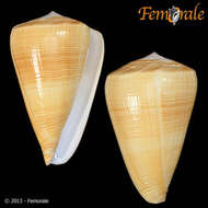 Image of cone snails